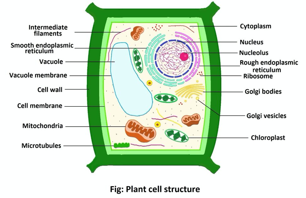 Plant Cell