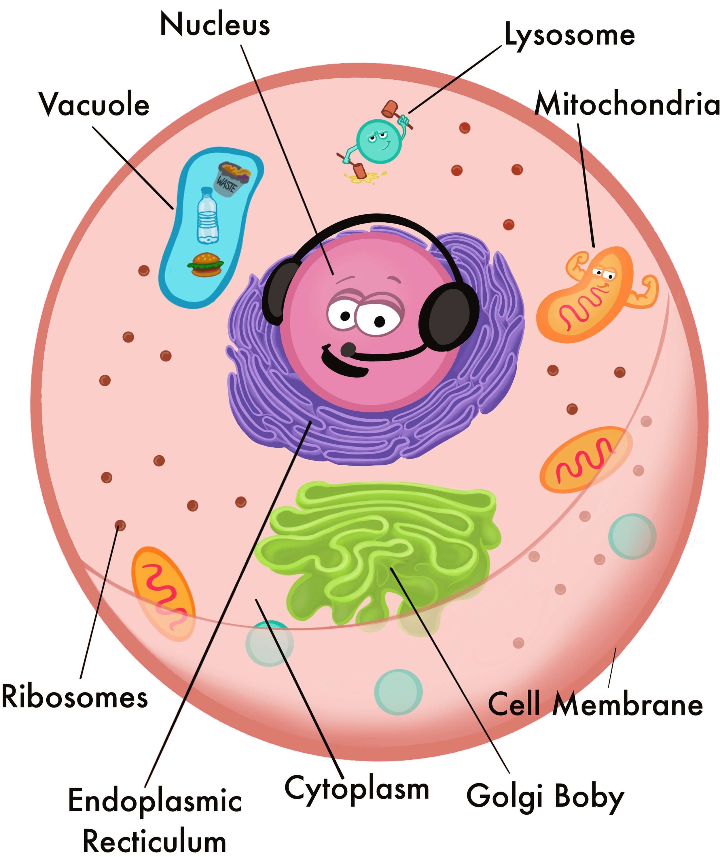 Animal cell