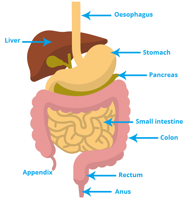 Introduction to Digestive System