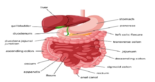 Organs of The Alimentary Canal