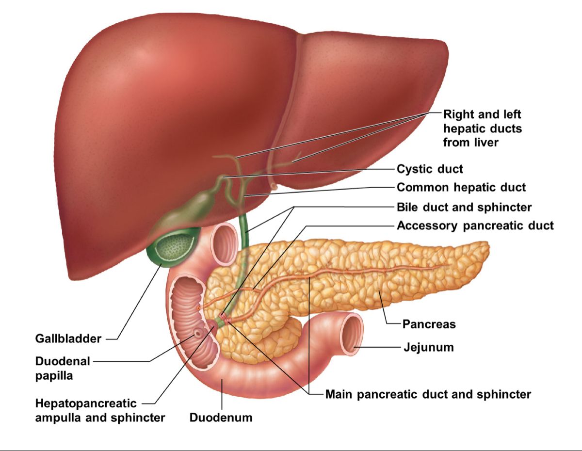 Accessory Organs of the Alimentary Canal