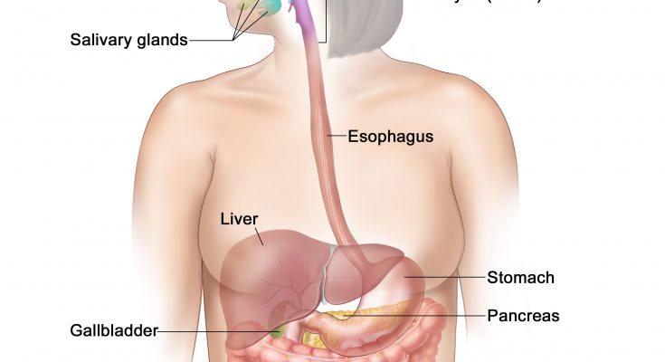 Process of Digestion