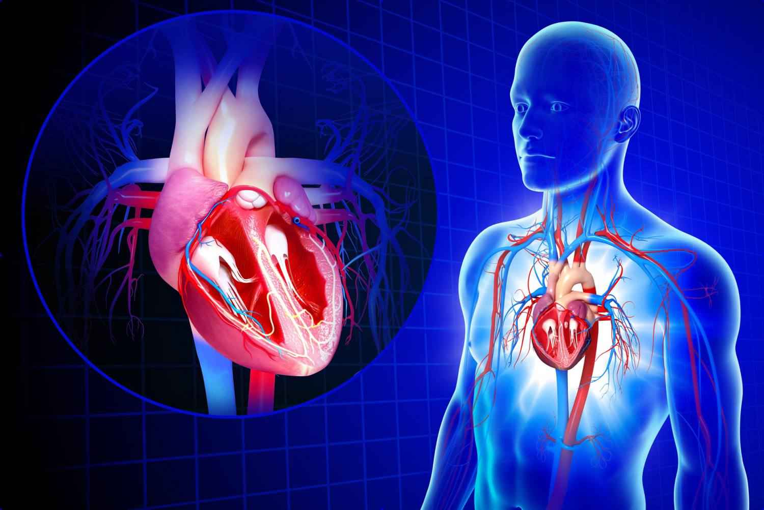 Anatomy of Cardiovascular System