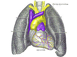 Organs of the Respiratory System