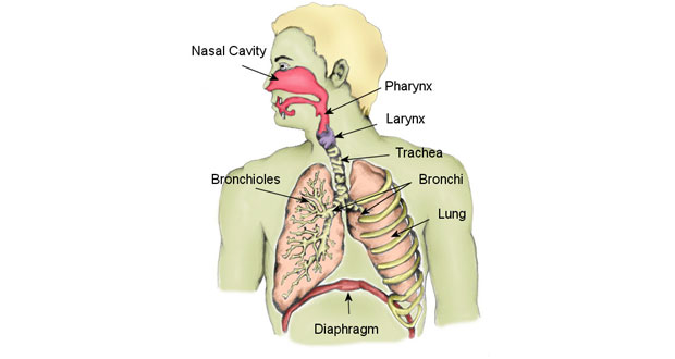Factors Affecting Breathing